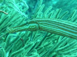 Trumpet fish taken in Bonaire. He let me get close up...... by Kelly Sharkey 